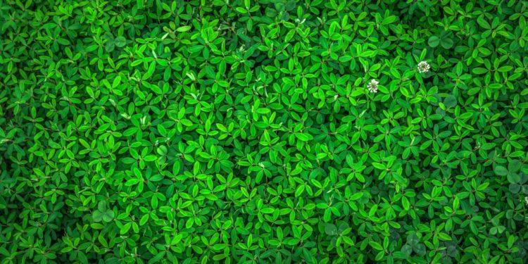 BARTUS WAXES POETIC ABOUT SPRING, REBIRTH, RENEWAL