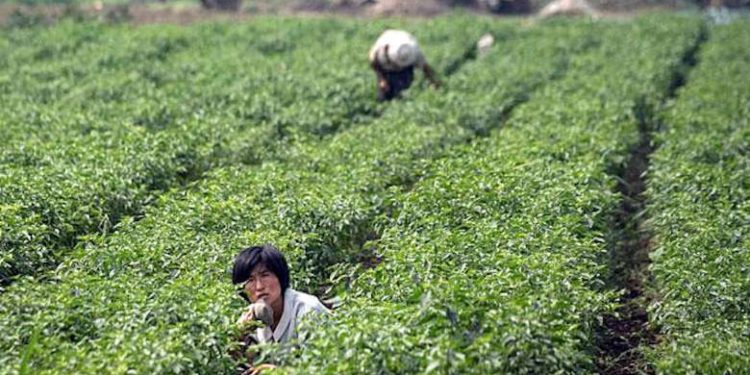 Korean Catholic farmers vow to carry on green revolution