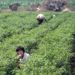 Korean Catholic farmers vow to carry on green revolution