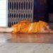 Outrage as Buddhist monk passes out drunk at Thai temple