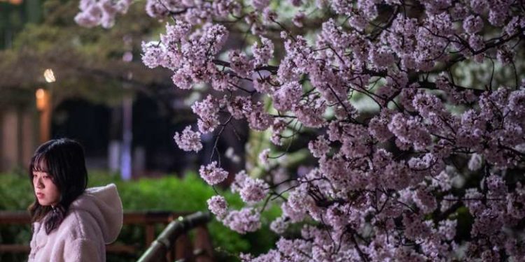 Sakura, Sakura – UCA News