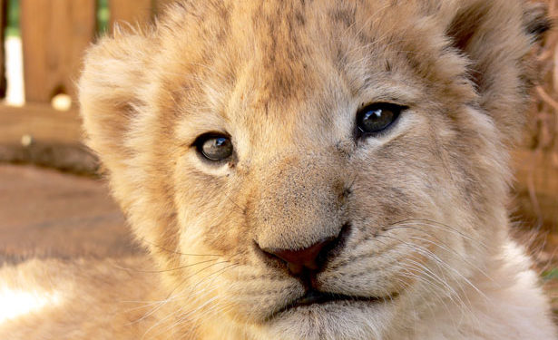 Using The Kind Gaze to Look Past Splinters