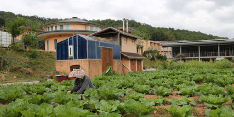 Korean Catholic nuns live ‘Laudato Si’