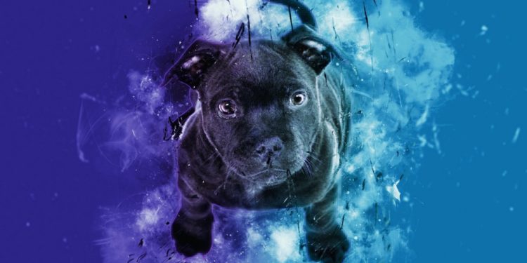 Dogs That Survived the Sinking of the Titanic