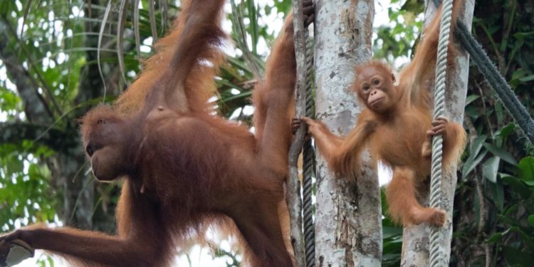 Five essential experiences in Sarawak – The West Australian