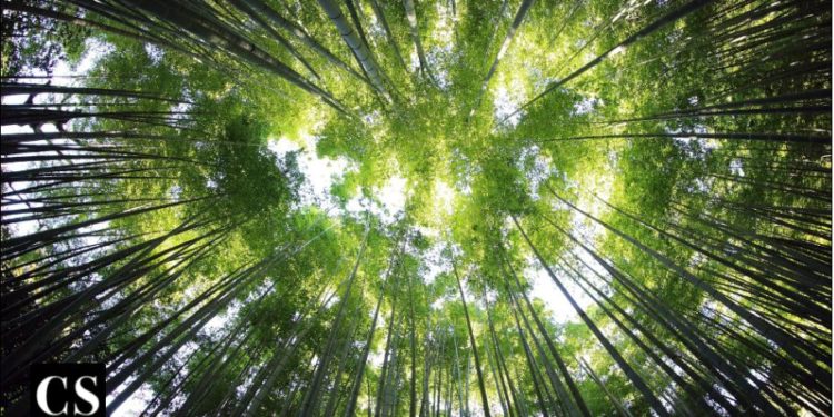 The Beauty of Silence – Catholic Stand