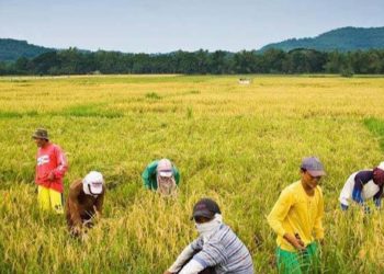 Bishops call on gov’t to help PH agri sector – Manila Bulletin