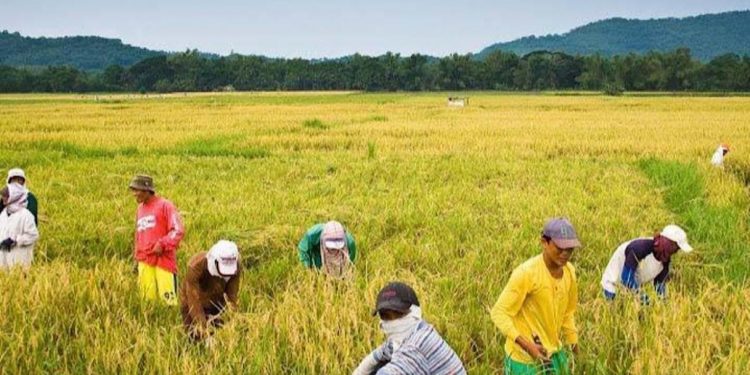 Bishops call on gov’t to help PH agri sector – Manila Bulletin