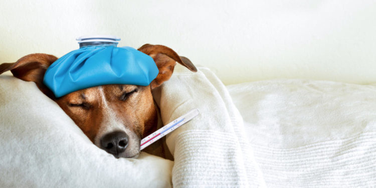 What is canine influenza? Everything you need to know to protect your dog