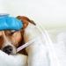 What is canine influenza? Everything you need to know to protect your dog