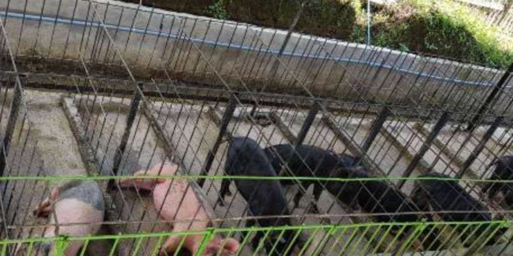 African swine fever scare in Indonesia’s Christian province