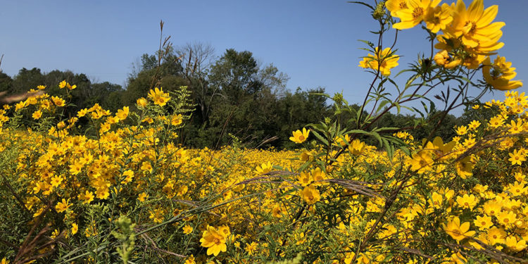 Sisters of Loretto permanently preserve 650 acres of ‘holy land’ in Kentucky