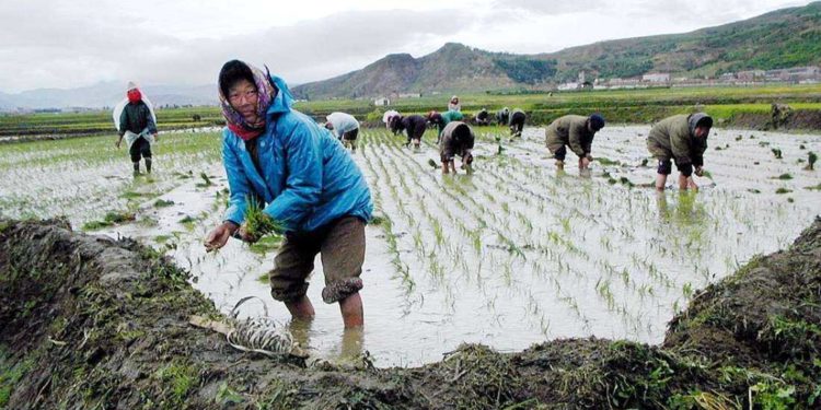 Food prices dampen New Year for North Koreans