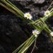 St. Brigid of Ireland and her unmistakable Irish cross