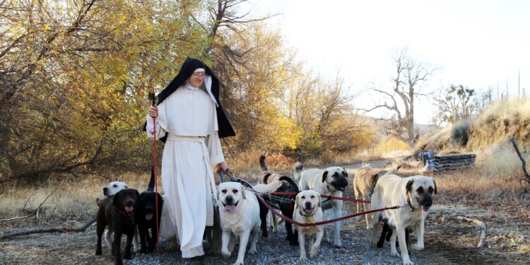 The California Norbertine nuns who raise dogs, make cheese, and pray always