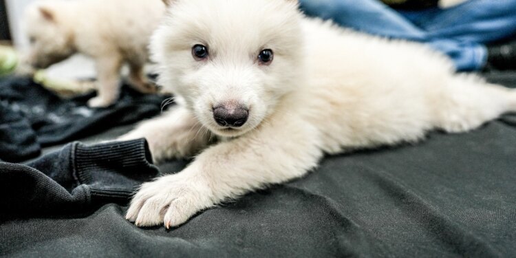 CNA explains: Dire wolf ‘resurrection’? What Catholics should know