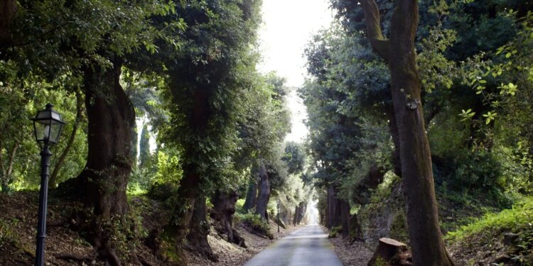 Pope Leo XIV: The environment should not be a ‘bargaining chip’ to wield power, exploit the poor