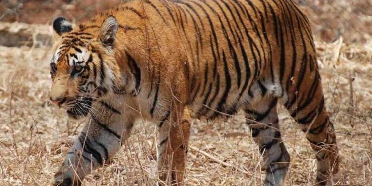 Church officials, activists welcome court halting Indian state’s tourism plan