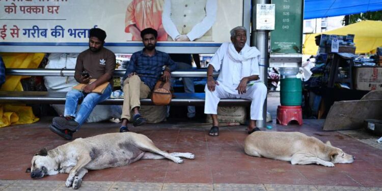 Street dogs expose India’s class divide