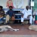 Street dogs expose India’s class divide