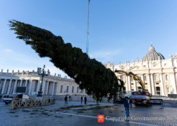Vatican’s 2025 Christmas tree installed in St. Peter’s Square