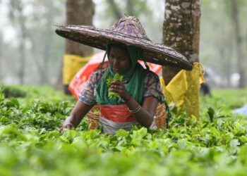 Christians hail promise of tea worker land rights in India’s Assam