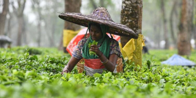 Christians hail promise of tea worker land rights in India’s Assam